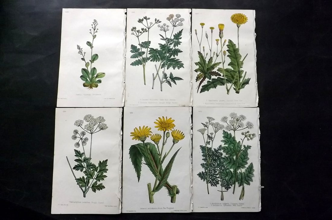 Hogg & Johnson C1870 Lot of 6 Hand Col Botanical Prints: Hand Coloured Lithographs Published 1863-1880, London for "The Wild Flowers of Great Britain" by Robert Hogg & George W. Johnson. Paper Size: 9 x 5.5 inch (23 x 14cm) Good Condition
