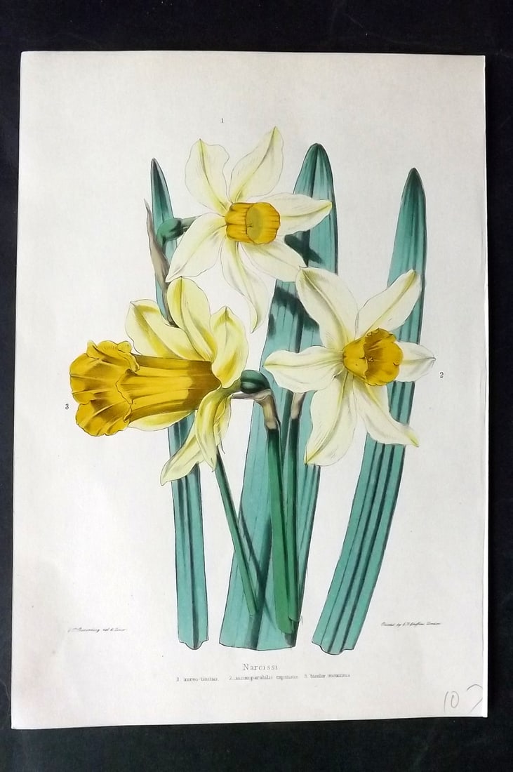 Moore, Thomas 1850 Hand Col Botanical Print. Narcissi Daffodil (1 of 1)