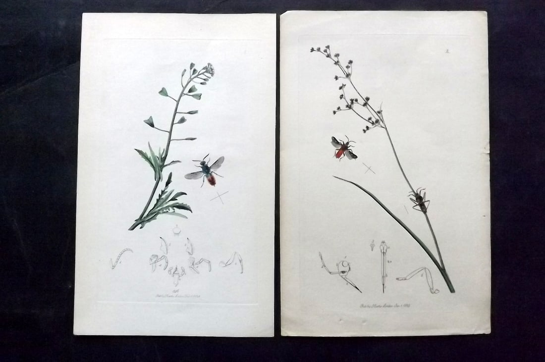 Curtis, John C1830 Pair of Hand Col Insect Botanical Prints: Hand Colored Etchings Published 1829-40, London for "British Entomology: Being Illustrations and Descriptions of the Genera of Insects found in Great Britain and Ireland" Second Edition by John Curtis