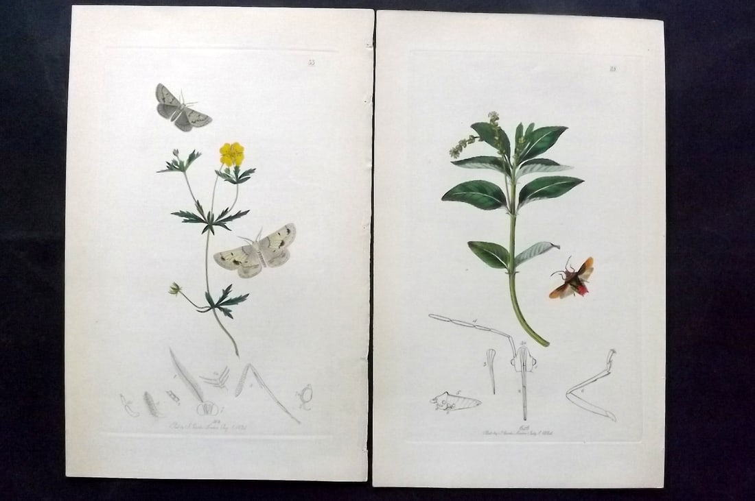 Curtis, John C1830 Pair of Hand Col Insect Botanical Prints: Hand Colored Etchings Published 1829-40, London for "British Entomology: Being Illustrations and Descriptions of the Genera of Insects found in Great Britain and Ireland" Second Edition by John Curtis