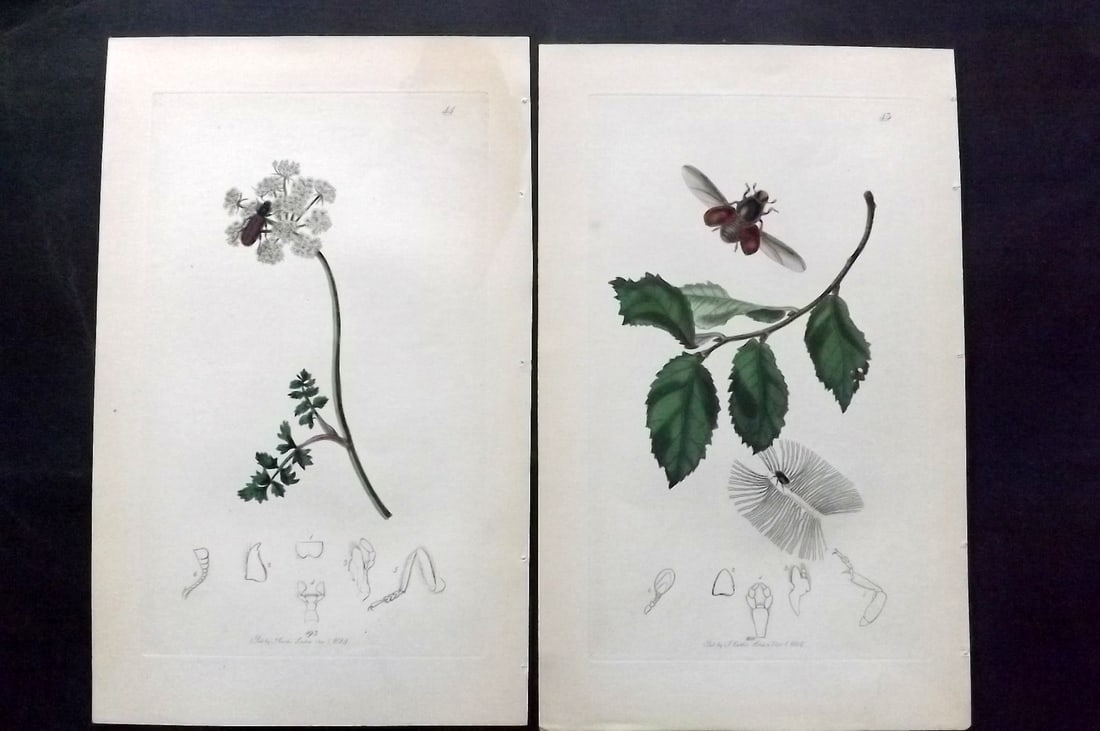 Curtis, John C1830 Pair of Hand Col Insect Botanical Prints: Hand Colored Etchings Published 1829-40, London for "British Entomology: Being Illustrations and Descriptions of the Genera of Insects found in Great Britain and Ireland" Second Edition by John Curtis