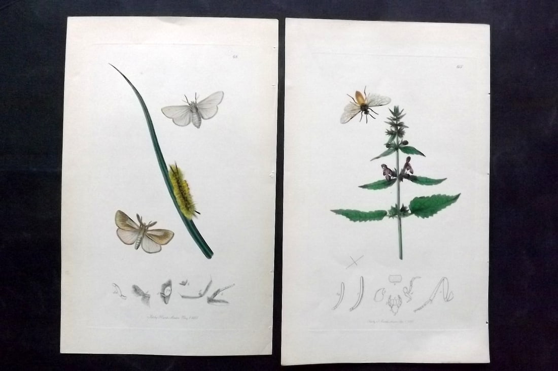 Curtis, John C1830 Pair of Hand Col Insect Botanical Prints: Hand Colored Etchings Published 1829-40, London for "British Entomology: Being Illustrations and Descriptions of the Genera of Insects found in Great Britain and Ireland" Second Edition by John Curtis