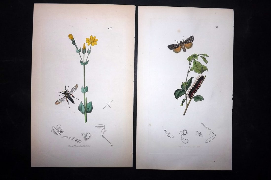 Curtis, John C1830 Pair of Hand Col Insect Botanical Prints: Hand Colored Etchings Published 1829-40, London for "British Entomology: Being Illustrations and Descriptions of the Genera of Insects found in Great Britain and Ireland" Second Edition by John Curtis