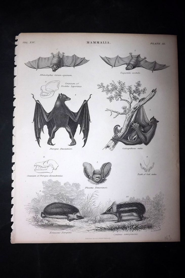 Encyclo. Brit 1850's Antique Print. Bats & Hedgehog: Steel Engraving Published 1853-60 by A & C Black, Edinburgh & London for "Encyclopaedia Britannica" Eighth Edition. Paper Size: 10.5 x 8 inch (27 x 21cm) Good Condition