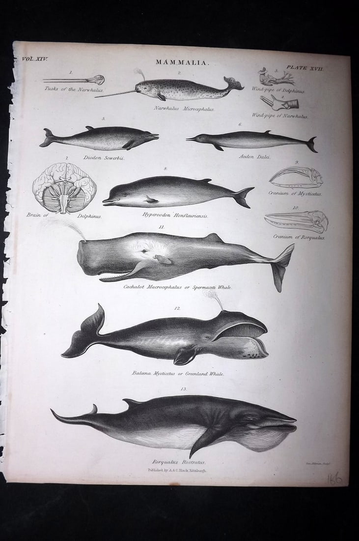 Encyclo. Brit 1850's Antique Print. Whales (1 of 1)