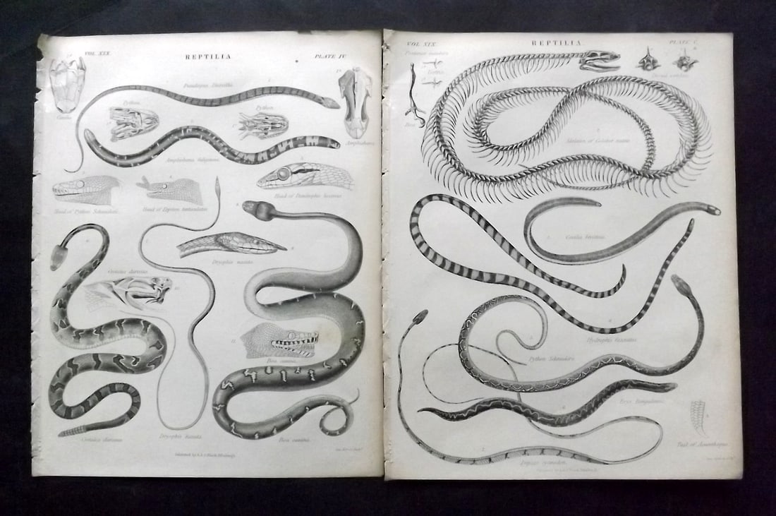 Encyclo. Brit 1850's Pair of Prints. Snakes (1 of 2)