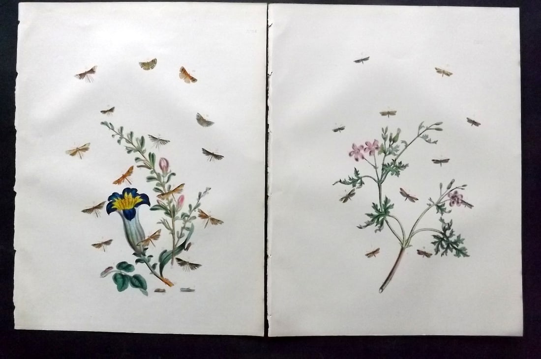 Humphreys & Westwood 1857 Pair of Hand Col Moth Prints: Hand Colored Lithographs Published 1849, London for "British Moths and Their Transformations" by Henry Noel Humphreys & John Obadiah Westwood. Paper Size: 11 x 8.5 inch (28 x 22cm) Good Condition