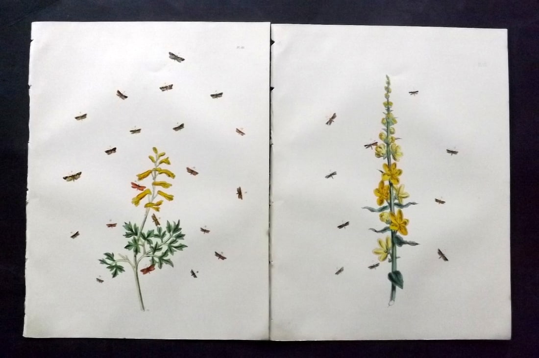 Humphreys & Westwood 1857 Pair of Hand Col Moth Prints: Hand Colored Lithographs Published 1849, London for "British Moths and Their Transformations" by Henry Noel Humphreys & John Obadiah Westwood. Paper Size: 11 x 8.5 inch (28 x 22cm) Good Condition