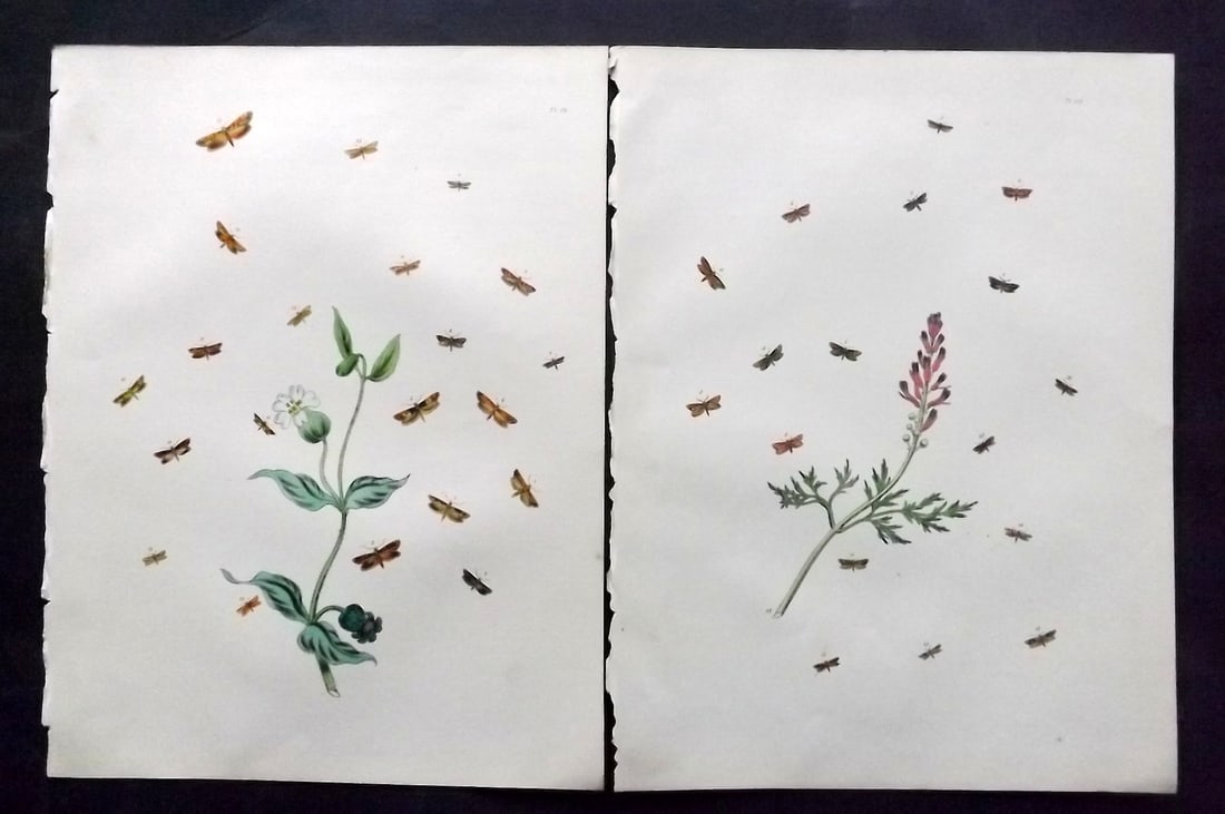 Humphreys & Westwood 1857 Pair of Hand Col Moth Prints: Hand Colored Lithographs Published 1849, London for "British Moths and Their Transformations" by Henry Noel Humphreys & John Obadiah Westwood. Paper Size: 11 x 8.5 inch (28 x 22cm) Good Condition