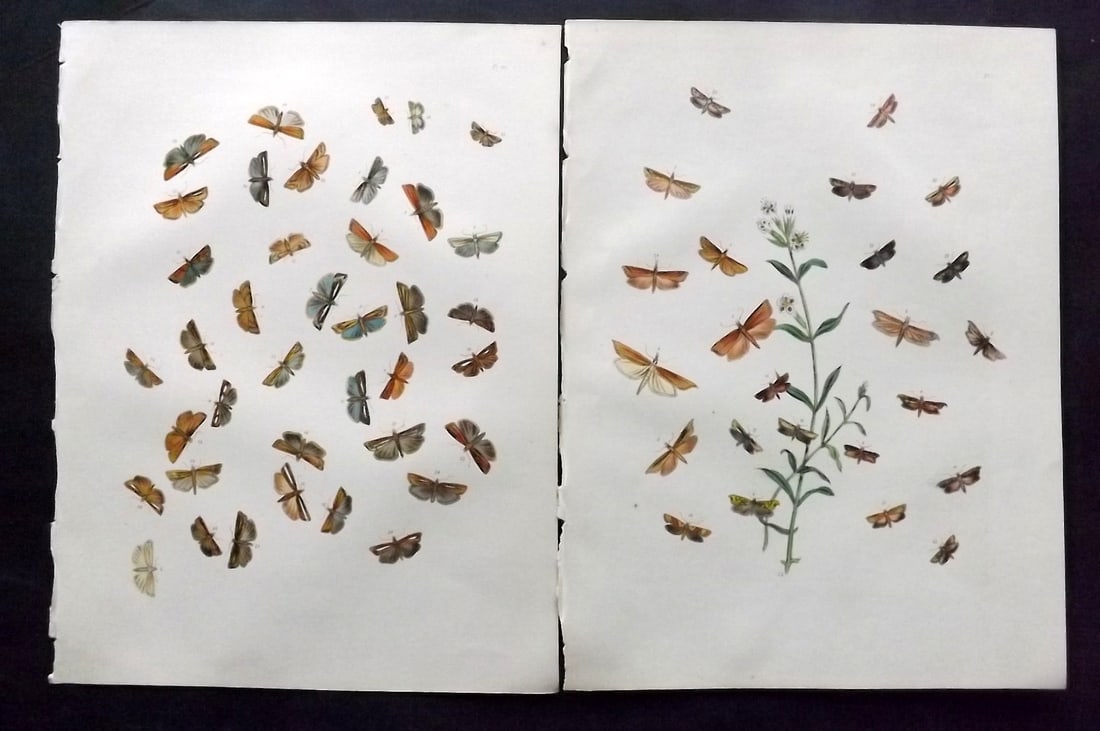 Humphreys & Westwood 1857 Pair of Hand Col Moth Prints: Hand Colored Lithographs Published 1849, London for "British Moths and Their Transformations" by Henry Noel Humphreys & John Obadiah Westwood. Paper Size: 11 x 8.5 inch (28 x 22cm) Good Condition