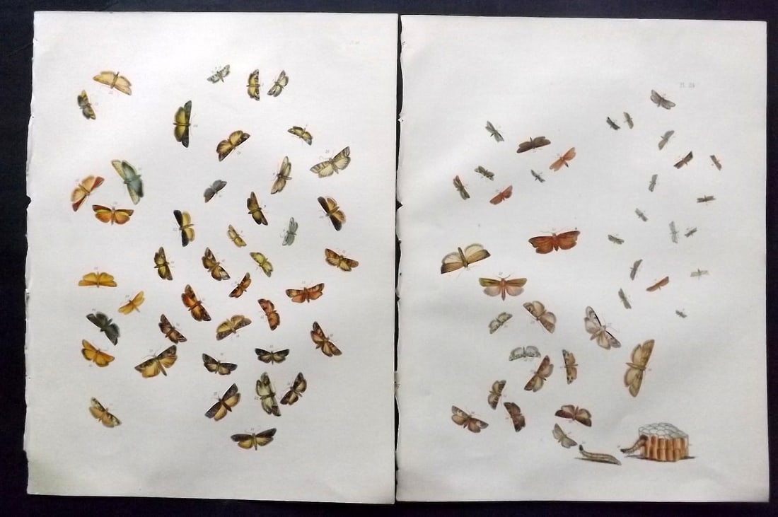 Humphreys & Westwood 1857 Pair of Hand Col Moth Prints: Hand Colored Lithographs Published 1849, London for "British Moths and Their Transformations" by Henry Noel Humphreys & John Obadiah Westwood. Paper Size: 11 x 8.5 inch (28 x 22cm) Good Condition
