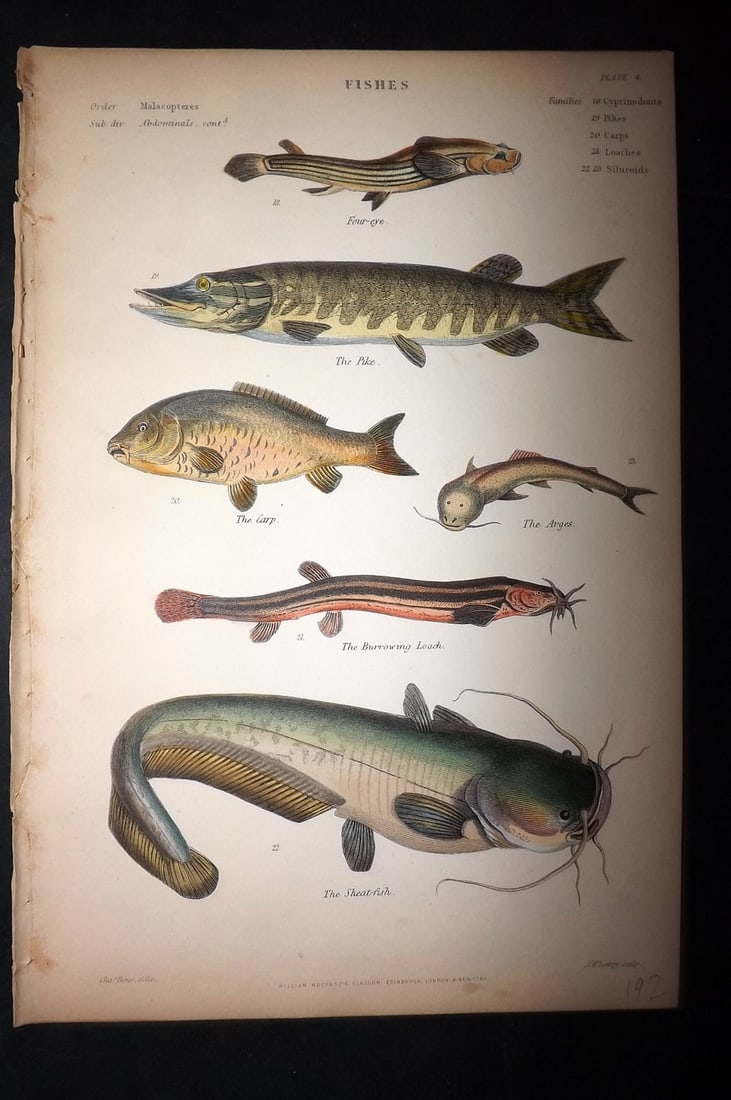 Richardson, John 1862 Hand Col Fish Print. Pike, Carp, Sheat (Catfish): Hand Colored Steel Engraving/Etching Published 1859-62 by William Mackenzie, Edinburgh & London for "The Museum of Natural History" by John Richardson. Paper Size: 10.5 x 7 inch (27 x 18cm) Good Condi
