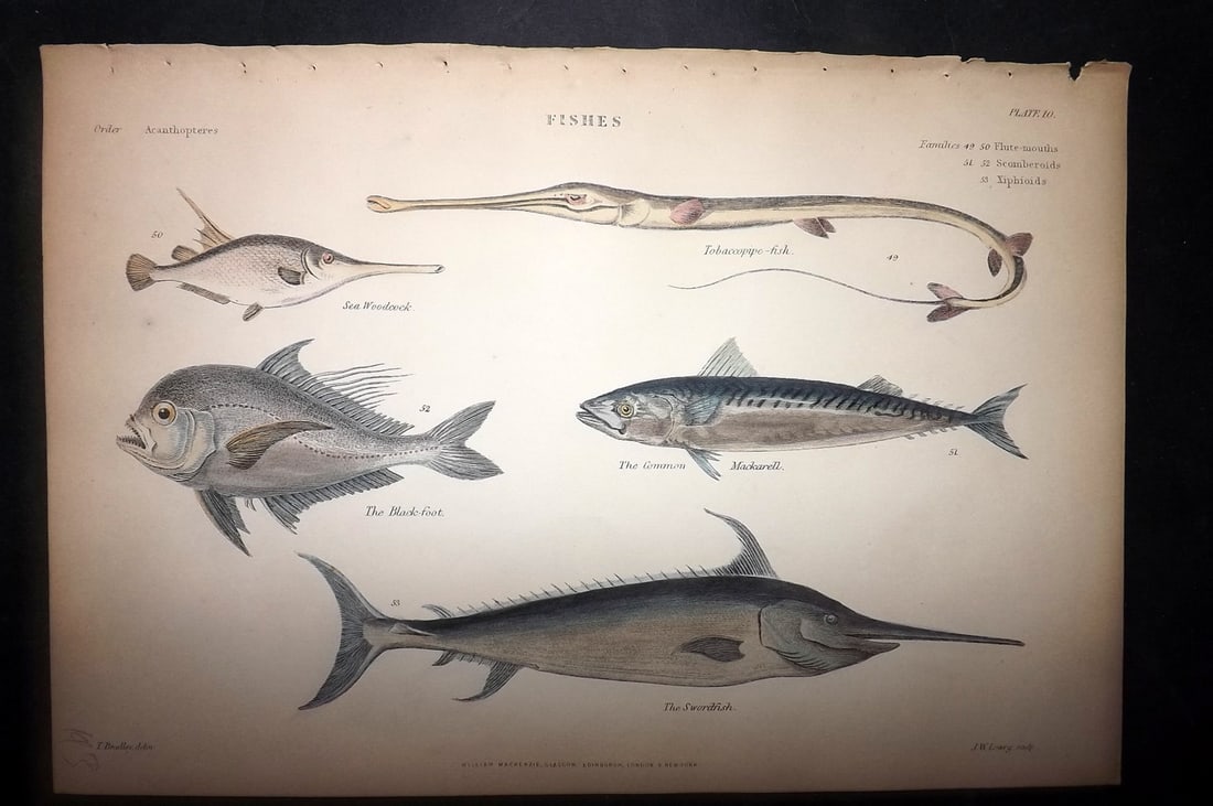 Richardson, John 1862 Hand Col Fish Print. Swordfish, Mackerel, Black-Foot, Tobacco Pipe: Hand Colored Steel Engraving/Etching Published 1859-62 by William Mackenzie, Edinburgh & London for "The Museum of Natural History" by John Richardson. Paper Size: 10.5 x 7 inch (27 x 18cm) Good Condi
