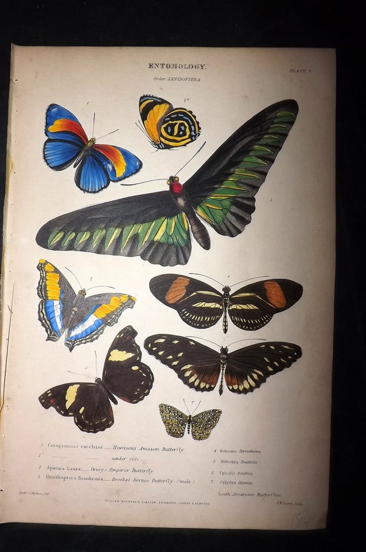 Richardson, John 1862 Hand Col Print. Amazon, Drury, Borneo Butterfly (1 of 1)