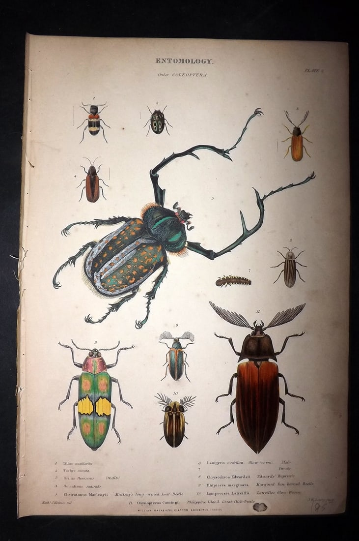 Richardson, John 1862 Hand Col Print. Beetles, Insects (1 of 1)