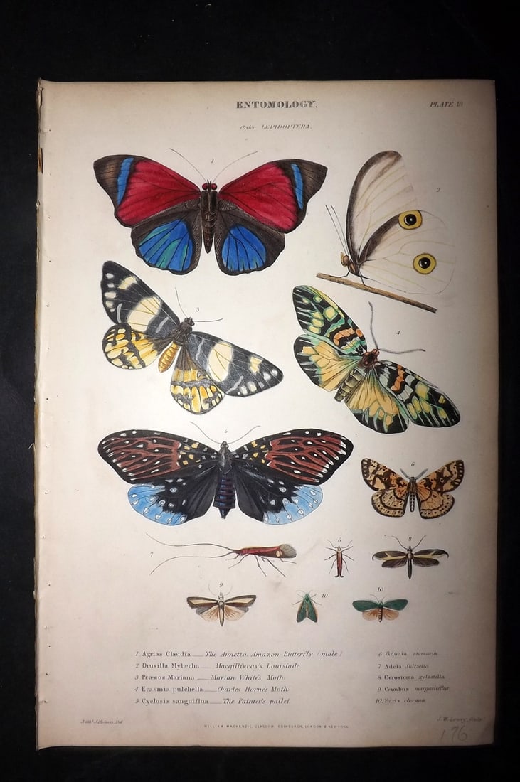 Richardson, John 1862 Hand Col Print. Butterflies & Moths (1 of 1)