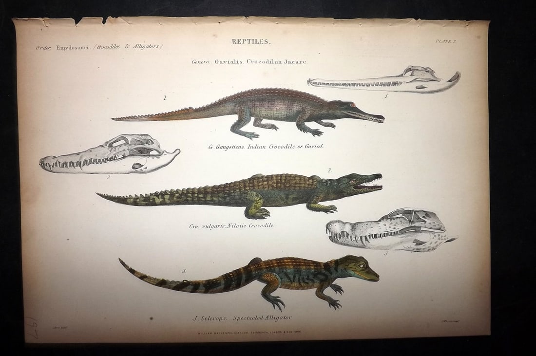 Richardson, John 1862 Hand Col Print. Crocodile & Alligator: Hand Colored Steel Engraving/Etching Published 1859-62 by William Mackenzie, Edinburgh & London for "The Museum of Natural History" by John Richardson. Paper Size: 10.5 x 7 inch (27 x 18cm) Good Condi