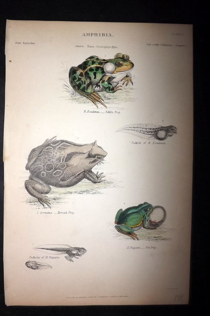 Richardson, John 1862 Hand Col Print. Frogs: Hand Colored Steel Engraving/Etching Published 1859-62 by William Mackenzie, Edinburgh & London for "The Museum of Natural History" by John Richardson. Paper Size: 10.5 x 7 inch (27 x 18cm) Good Condi