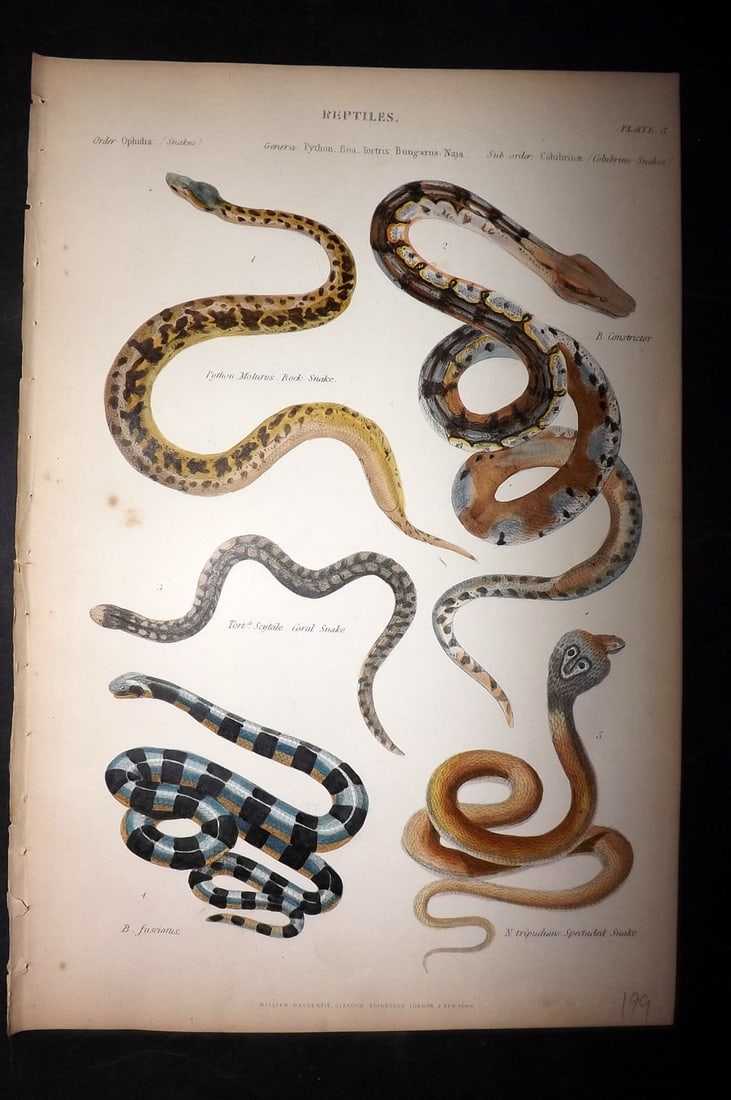 Richardson, John 1862 Hand Col Print. Snakes - Boa, Coral, Rock: Hand Colored Steel Engraving/Etching Published 1859-62 by William Mackenzie, Edinburgh & London for "The Museum of Natural History" by John Richardson. Paper Size: 10.5 x 7 inch (27 x 18cm) Very minor