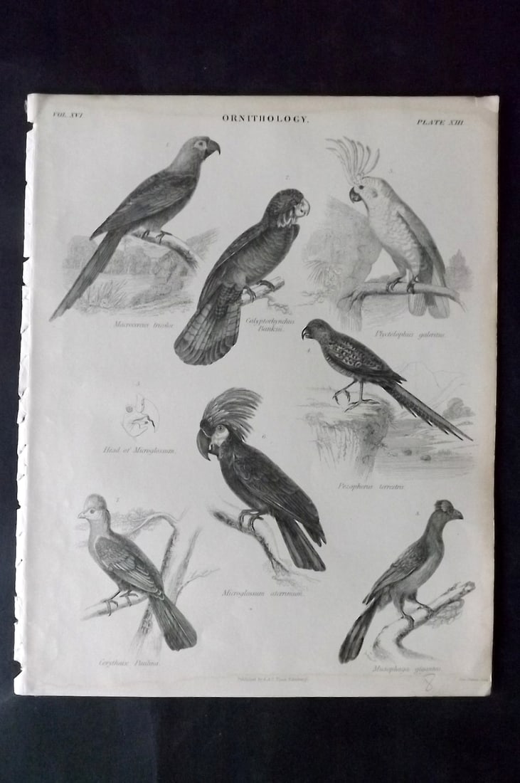 Encyclo. Brit 1850's Bird Print. Parrots, Cockatoo: Steel Engraving Published 1853-60 by A & C Black, Edinburgh & London for "Encyclopaedia Britannica" Eighth Edition. Paper Size: 10.5 x 8 inch (27 x 21cm) Good Condition