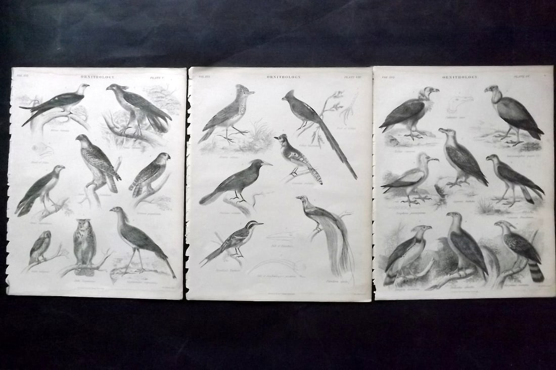 Encyclo. Brit 1850's Lot of 3 Antique Bird Prints: Steel Engraving Published 1853-60 by A & C Black, Edinburgh & London for "Encyclopaedia Britannica" Eighth Edition. Paper Size: 10.5 x 8 inch (27 x 21cm) Good Condition