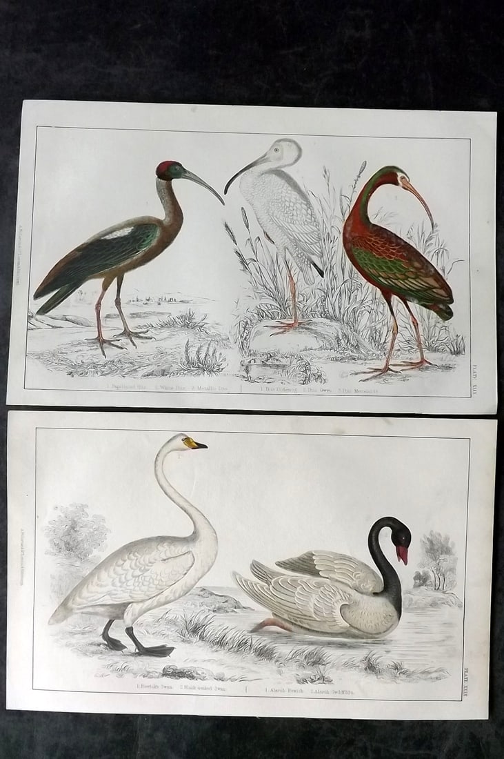 Goldsmith, Oliver C1850 Pair HC Bird Prints. Swans, Ibis (1 of 2)
