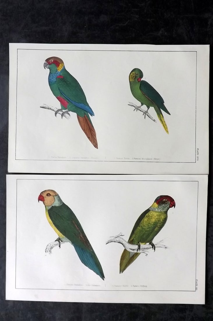Goldsmith, Oliver C1850 Pair of Hand Col Bird Prints. Parrot Parrakeet (1 of 2)