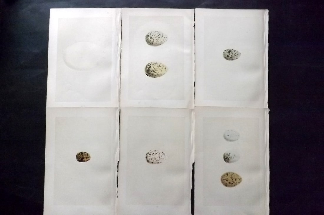 Morris, Francis 1870 Lot of 6 Antique Bird Egg Prints: Woodblocks Published 1870, London for "A Natural History of the Nests and Eggs of British Birds" By the Rev. Francis Orpen Morris, printed Benjamin Fawcett. With accompanying descriptive text. Paper S