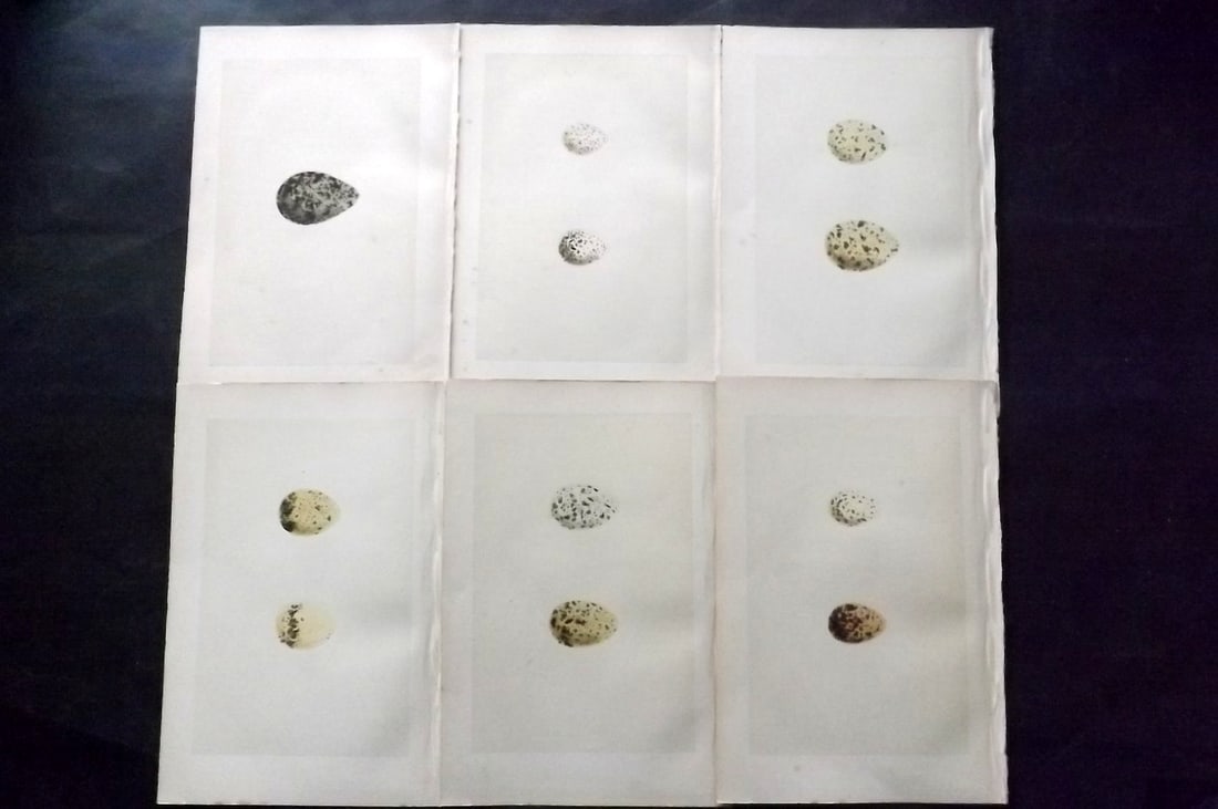 Morris, Francis 1870 Lot of 6 Antique Bird Egg Prints: Woodblocks Published 1870, London for "A Natural History of the Nests and Eggs of British Birds" By the Rev. Francis Orpen Morris, printed Benjamin Fawcett. With accompanying descriptive text. Paper S
