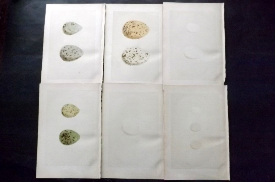 Morris, Francis 1870 Lot of 6 Antique Bird Egg Prints: Woodblocks Published 1870, London for "A Natural History of the Nests and Eggs of British Birds" By the Rev. Francis Orpen Morris, printed Benjamin Fawcett. With accompanying descriptive text. Paper S