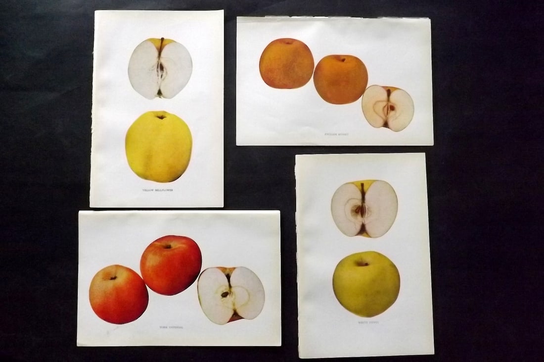 Beach, S A. 1905 Lot of 4 Color Fruit Prints. Apples of New York: Halftones Published 1905, Albany for "The Apples of New York" by S. A. Beach, N. O. Booth and O. M. Taylor. Paper Size: 9 x 6 inch (23 x 15cm) Good Condition
