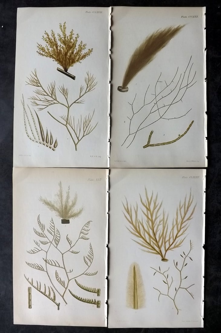Harvey, William 1846 Lot of 4 Hand Col Green Olive Seaweed Prints (1 of 2)