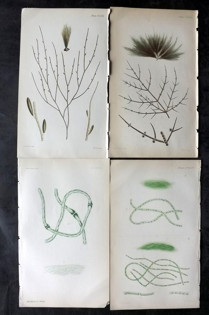 Harvey, William 1846 Lot of 4 Hand Col Green Olive Seaweed Prints (1 of 2)