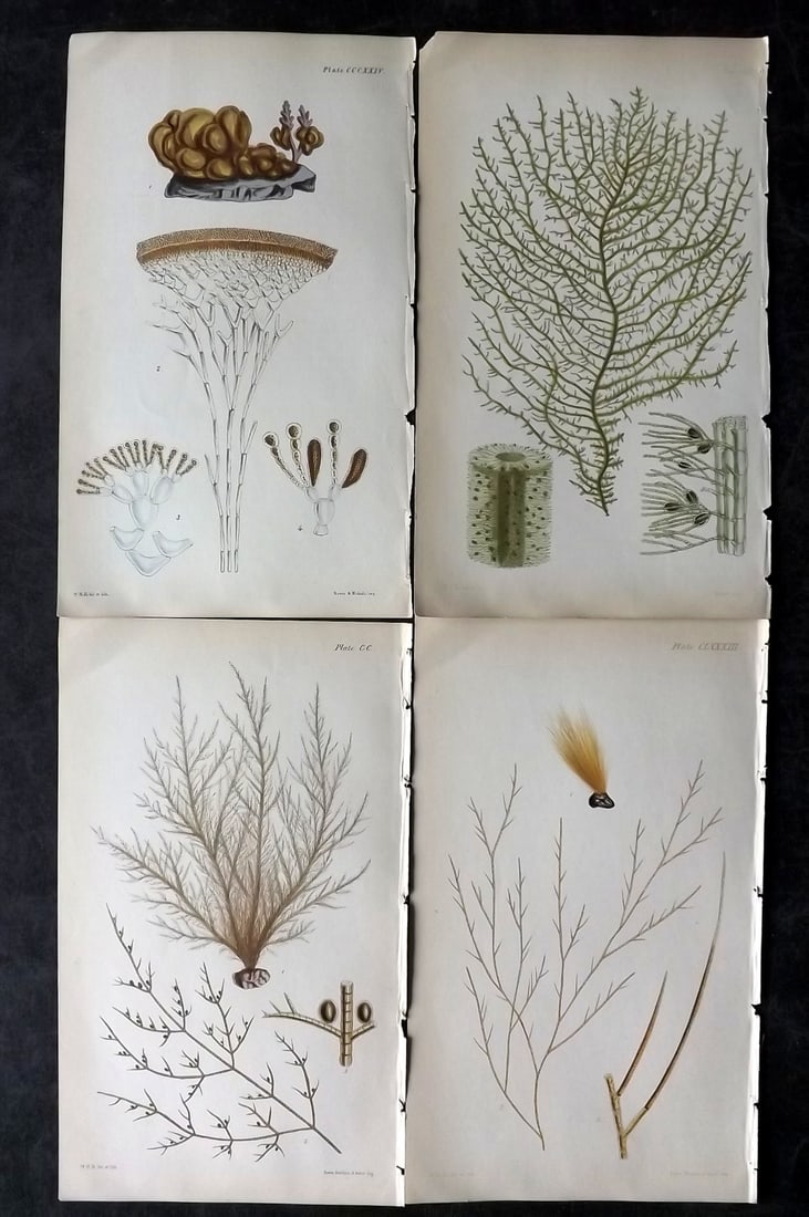 Harvey, William 1846 Lot of 4 Hand Col Green Olive Seaweed Prints (1 of 2)