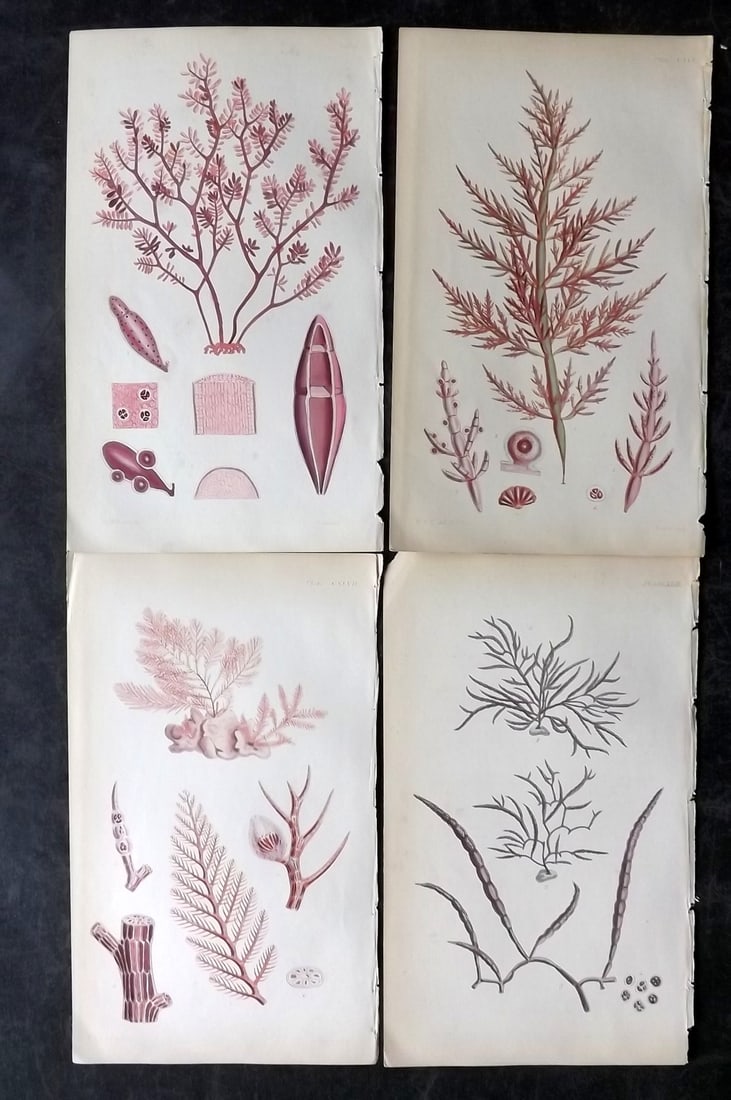 Harvey, William 1846 Lot of 4 Hand Col Red Seaweed Prints: Hand Colored Lithograph Published 1846-51, London for "Phycologia Britannica: or a History of British Sea-Weeds" First Edition by William Henry Harvey. With accompanying desriptive text. Rare. Paper S