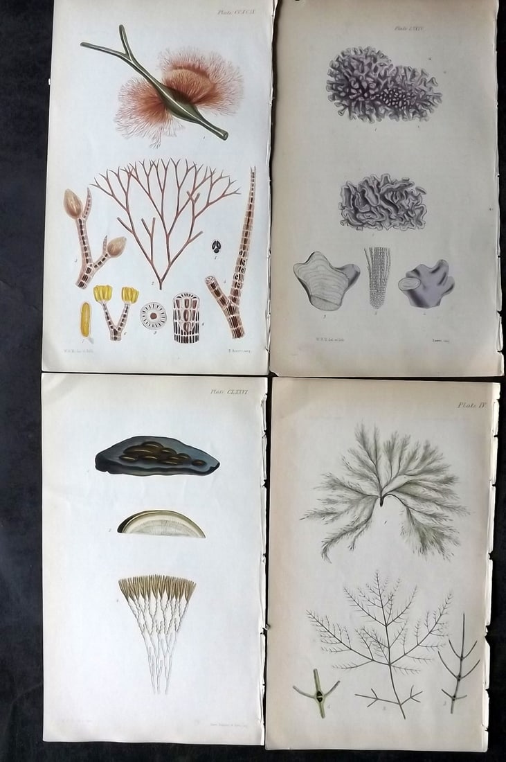 Harvey, William 1846 Lot of 4 Seaweed Prints: Hand Colored Lithograph Published 1846-51, London for "Phycologia Britannica: or a History of British Sea-Weeds" First Edition by William Henry Harvey. With accompanying desriptive text. Rare. Paper S