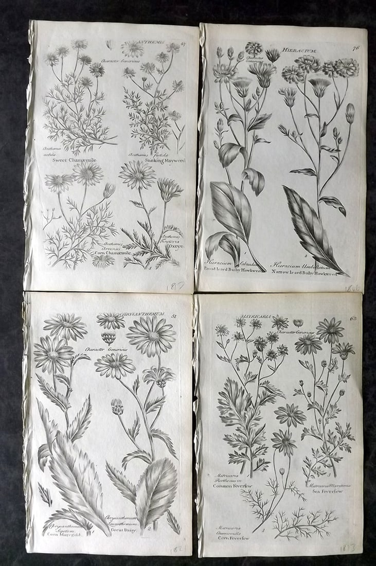 Hill & Culpeper 1802 Lot of 4 Antique Botanical Prints (1 of 2)