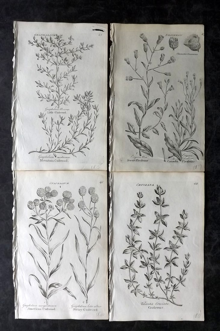Hill & Culpeper 1802 Lot of 4 Antique Botanical Prints: Copper Plates Published 1802, London for "Culpeper's English Family Physician" by Nicholas Culpeper, Joshua Hamilton and William Saunders. Illustrations from John Hill's Vegetable System. Paper Size:
