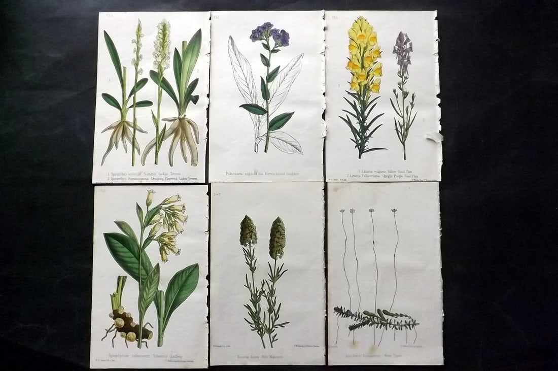 Hogg & Johnson C1870 Lot of 6 Hand Col Botanical Prints: Hand Coloured Lithographs Published 1863-1880, London for "The Wild Flowers of Great Britain" by Robert Hogg & George W. Johnson. Paper Size: 9 x 5.5 inch (23 x 14cm) Good Condition