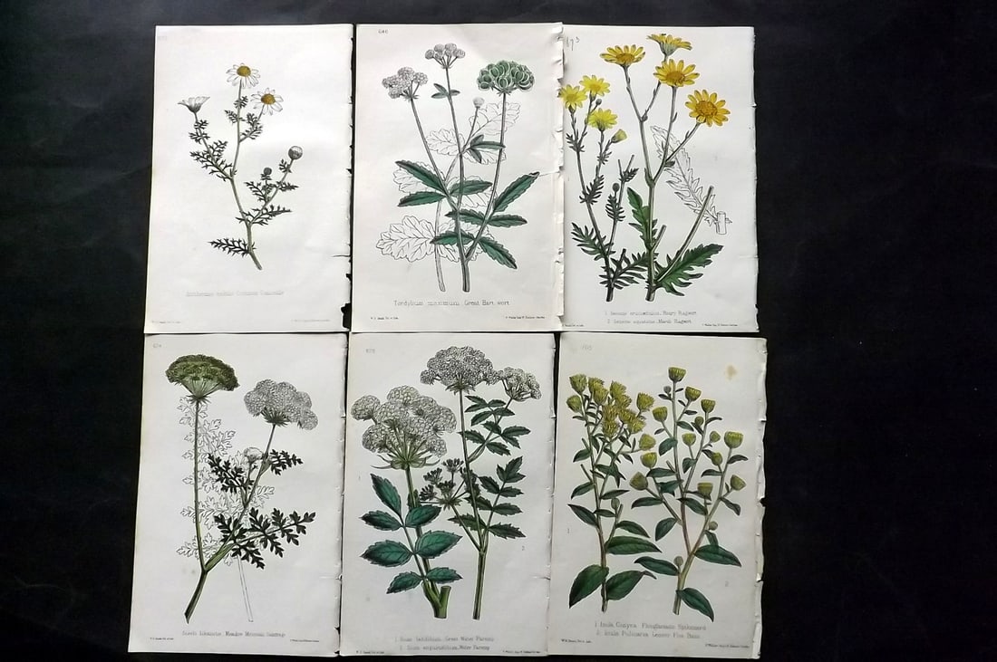 Hogg & Johnson C1870 Lot of 6 Hand Col Botanical Prints: Hand Coloured Lithographs Published 1863-1880, London for "The Wild Flowers of Great Britain" by Robert Hogg & George W. Johnson. Paper Size: 9 x 5.5 inch (23 x 14cm) Good Condition