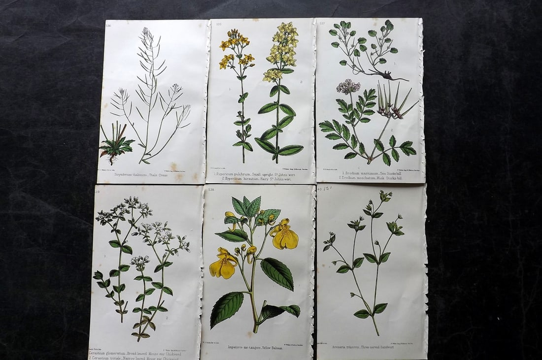 Hogg & Johnson C1870 Lot of 6 Hand Col Botanical Prints: Hand Coloured Lithographs Published 1863-1880, London for "The Wild Flowers of Great Britain" by Robert Hogg & George W. Johnson. Paper Size: 9 x 5.5 inch (23 x 14cm) Good Condition