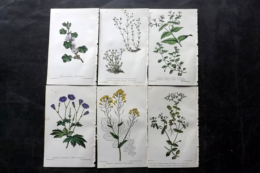 Hogg & Johnson C1870 Lot of 6 Hand Col Botanical Prints: Hand Coloured Lithographs Published 1863-1880, London for "The Wild Flowers of Great Britain" by Robert Hogg & George W. Johnson. Paper Size: 9 x 5.5 inch (23 x 14cm) Good Condition