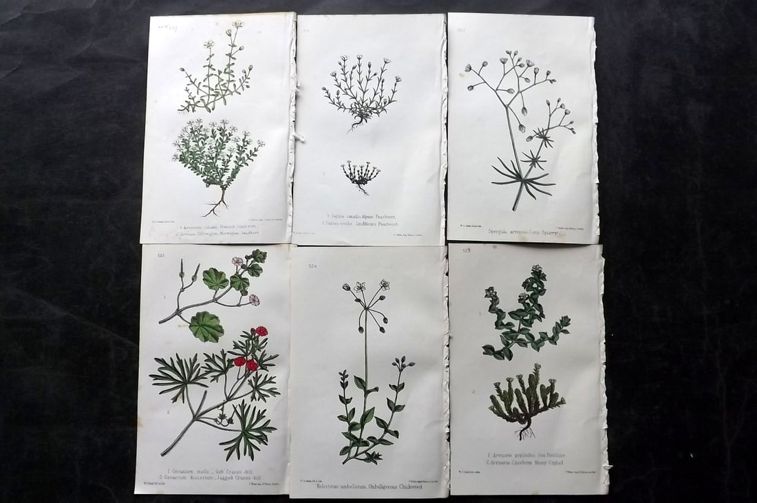 Hogg & Johnson C1870 Lot of 6 Hand Col Botanical Prints: Hand Coloured Lithographs Published 1863-1880, London for "The Wild Flowers of Great Britain" by Robert Hogg & George W. Johnson. Paper Size: 9 x 5.5 inch (23 x 14cm) Good Condition