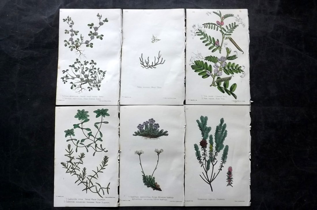 Hogg & Johnson C1870 Lot of 6 Hand Col Botanical Prints: Hand Coloured Lithographs Published 1863-1880, London for "The Wild Flowers of Great Britain" by Robert Hogg & George W. Johnson. Paper Size: 9 x 5.5 inch (23 x 14cm) Good Condition