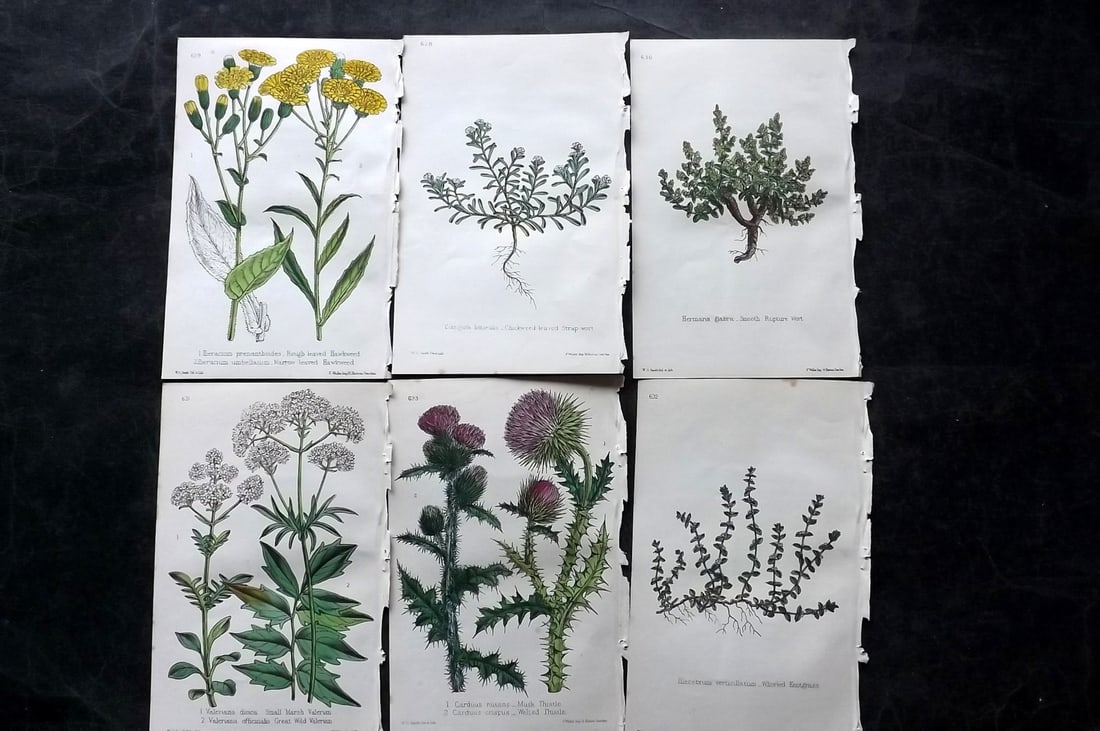 Hogg & Johnson C1870 Lot of 6 Hand Col Botanical Prints: Hand Coloured Lithographs Published 1863-1880, London for "The Wild Flowers of Great Britain" by Robert Hogg & George W. Johnson. Paper Size: 9 x 5.5 inch (23 x 14cm) Good Condition