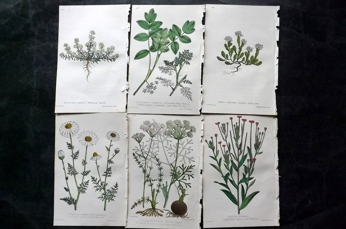 Hogg & Johnson C1870 Lot of 6 Hand Col Botanical Prints: Hand Coloured Lithographs Published 1863-1880, London for "The Wild Flowers of Great Britain" by Robert Hogg & George W. Johnson. Paper Size: 9 x 5.5 inch (23 x 14cm) Good Condition
