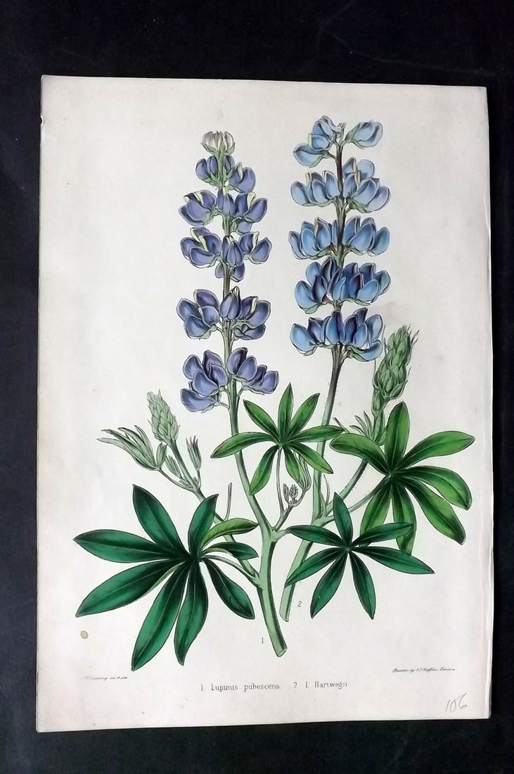 Moore, Thomas 1850 Hand Col Botanical Print. Lupinus (1 of 1)