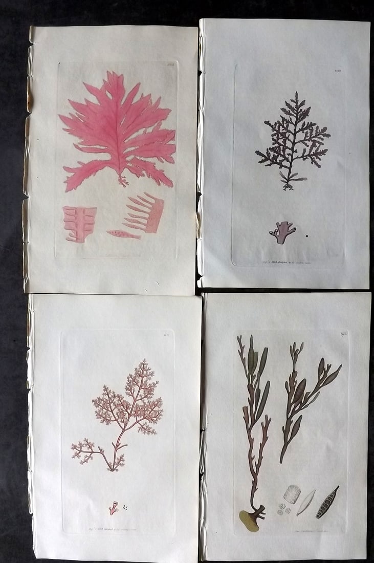 Sowerby, James C1800 Lot of 4 Hand Col Red Seaweed Prints. 1st Edition (1 of 2)