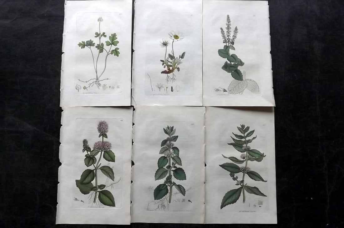 Sowerby, James C1800 Lot of 6 Hand Col Botanical Prints. 1st Edition (1 of 2)
