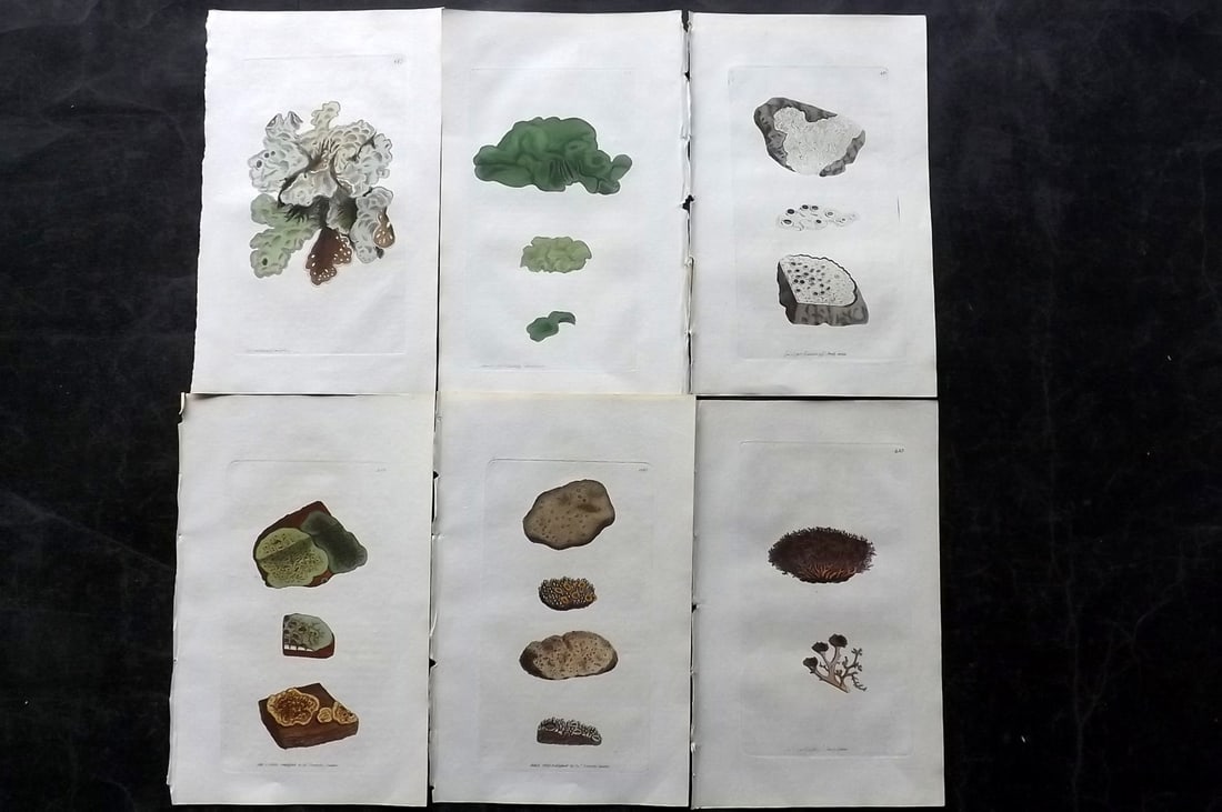 Sowerby, James C1800 Lot of 6 Hand Col Lichen Prints. 1st Edition (1 of 2)